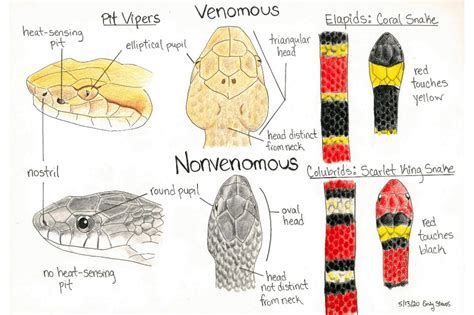 How To Differentiate Between Poisonous Snakes And Non Poisonous Snakes