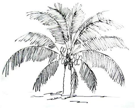 Coconut Palm Tree Drawing at PaintingValley.com | Explore collection of ...