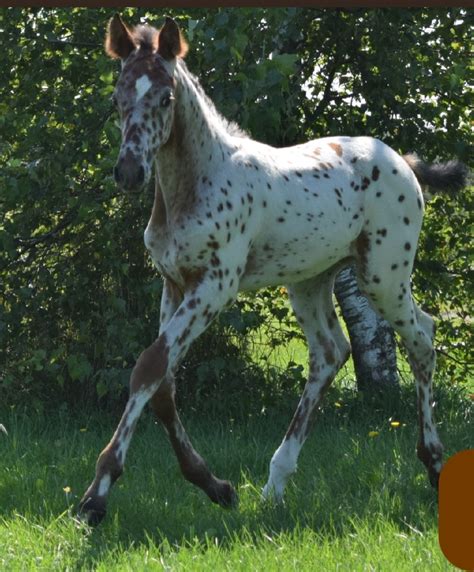 Poulain appaloosa x KWPN Cheval à vendre Rive nord Rive sud de