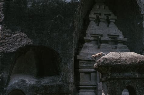 Sacred Monkey Business In Ubud Monkey Forest Sanctuary