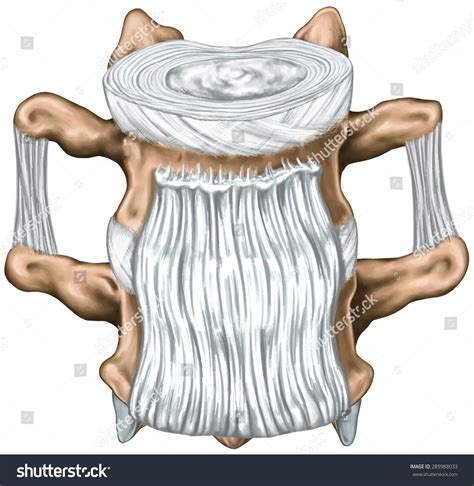 766 Ligament Disc Images Stock Photos And Vectors Shutterstock