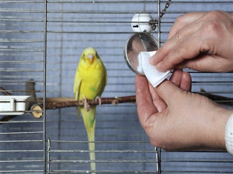 Cleaning your Birds Cage - Tips » Petsoid