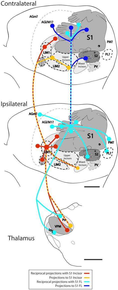 Cortical Callosal And Thalamic Connections From Primary Somatosensory