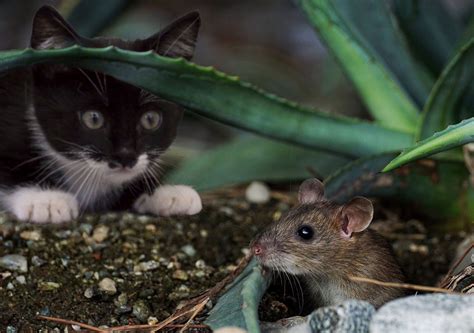 Habitat do Rato: Onde Eles Vivem? | Mundo Ecologia