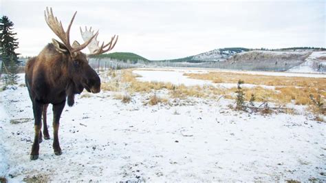 Yukon Winter Dream | Active Winter Adventure | Travel Yukon - Yukon ...