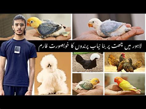 Visit Birds Breeding Setup Lovebirds Farm In Lahore Birds Business