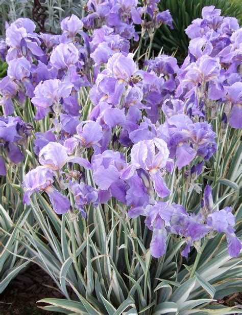 How To Plant And Grow Iris