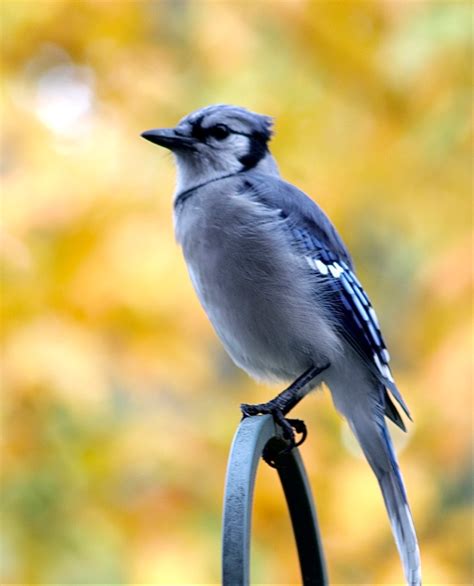 Solve Blue Jay Jigsaw Puzzle Online With 99 Pieces