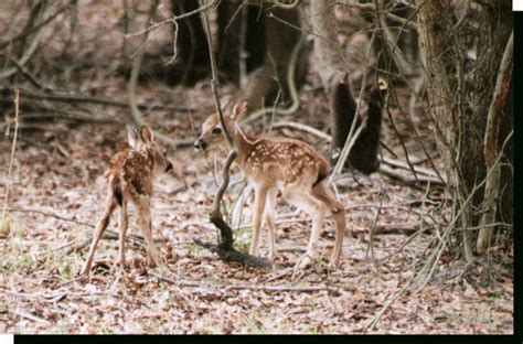 Photo images of just born whitetail deer fawns in Florida