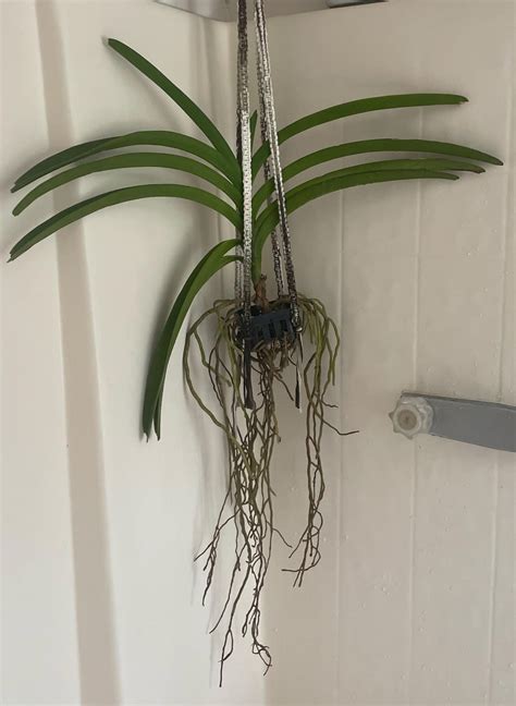 Vanda Orchid, what does it need? : r/gardening