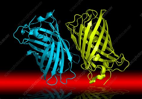 Green Fluorescent Protein Stock Image C Science Photo Library