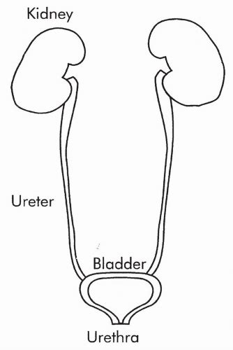 The Genitourinary System Basicmedical Key