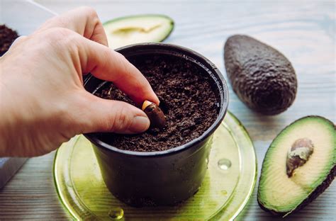 Avocado Einpflanzen So Ziehen Sie Ihren Eigenen Avocadobaum