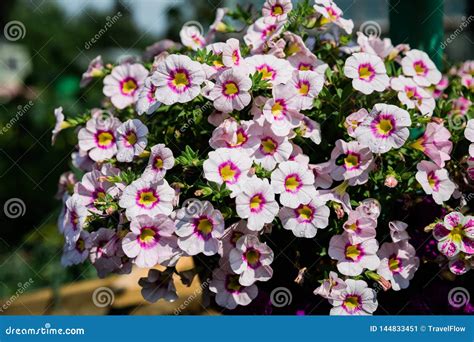 Flores De Floresc Ncia Bonitas No Jardim Fundo Do Ver O Imagem De