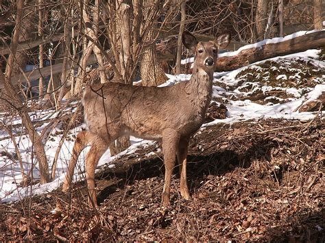 10 Animals Found In Lebanon - WorldAtlas