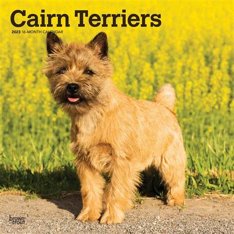 Cairn Terriers 2023 12 X 24 Inch Monthly Square Wall Calendar