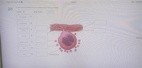 Solved 20Correctly label the following structures related to | Chegg.com