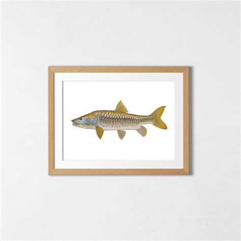 Golden Mahseer From The Himalayas In India Art Print Serayu Poster