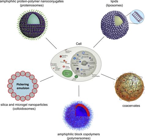 Microfluidic Tools For Bottom Up Synthetic Cellularity Chem