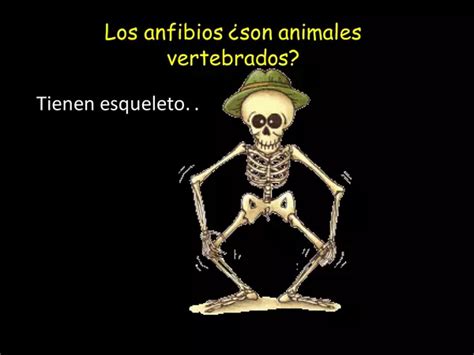 animales vertebrados anfibios | profe.social