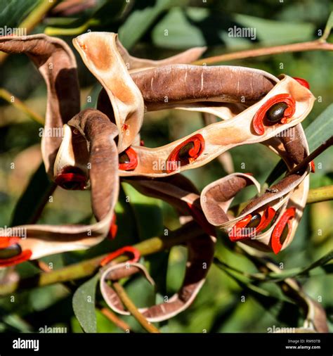 Red Acacia Tree Seeds