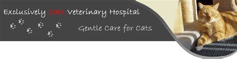 Exclusively Cats Veterinary Hospital Blog Five Reasons To Spay Or