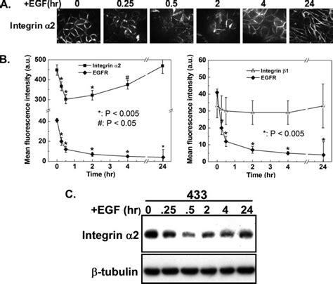 Egf Receptor Activation Transiently Modulates Integrin Levels A