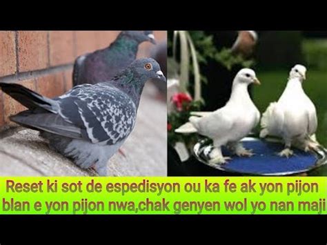 Reset Ki Sot De Espedisyon Ou Ka Fe Ak Yon Pijon Blan E Yon Pijon Nwa