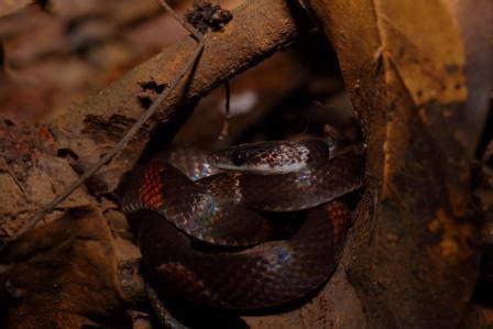 amazon rainforest snakes - Shiripuno Amazon Lodge