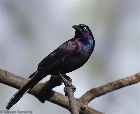 Common Grackle | Audubon Field Guide