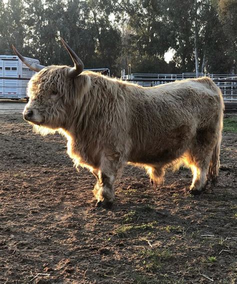 Yeti Miniature Highland Cattle Mini Highland Cows For Sale