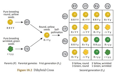 Dihybrid Cross Inheritance Two Genes And Law Of Independent Assortment