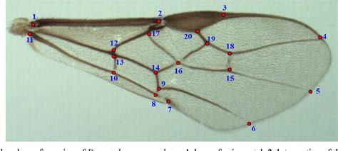 figure   description    species closely related