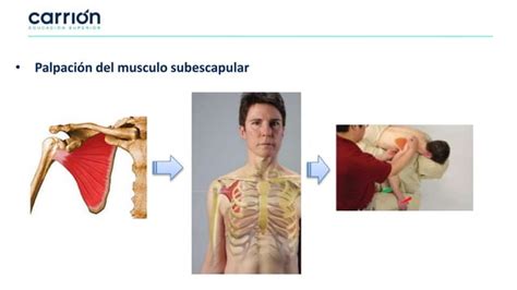 CLASE 2 MODULO ANATOMIA PALPATORIA Ppt Q PPT Descarga Gratuita