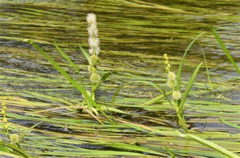 Unbranched Bur Reed Plants Of Lone Mesa State Park Inaturalist