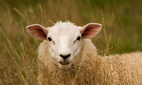 Sick Sheep Attacker Strikes Again As More Animals Mutilated And Killed