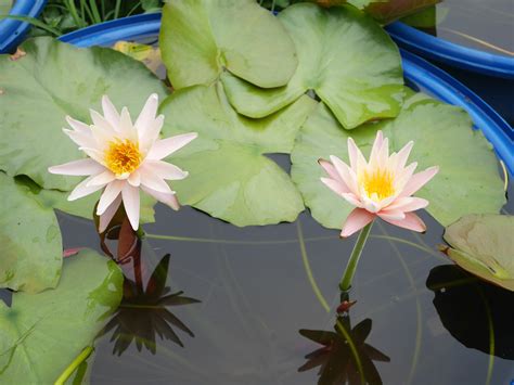 Nymphaea Hunny First ISG HxT Water Lily Thailand 004 Flickr