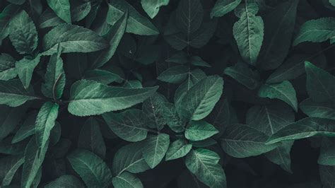 Green Plants Wallpapers - Wallpaper Cave