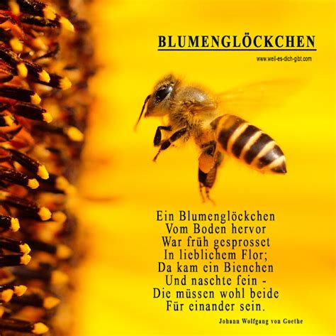 Ein S Es Gedicht Von Johann W Goethe Blumengl Ckchen Und Biene