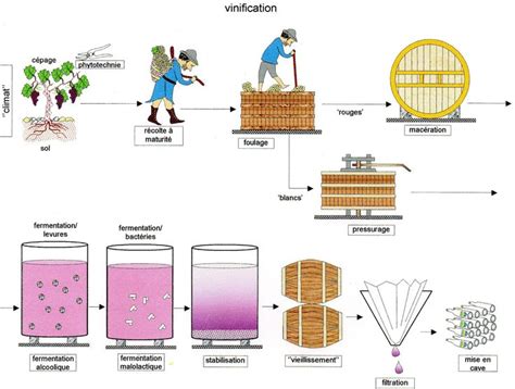 Résultat De Recherche Dimages Pour Vinification Vinification