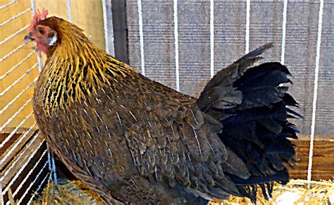 Pourquoi Le Coq Est L EmblMe De La France Lycée Marc Bloch de