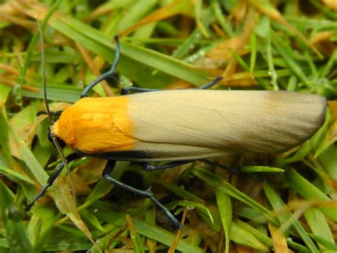 Bedfordshire Wild!: Moth Traps & Mammal Traps