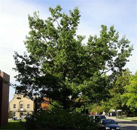 Scarlet oak tree - Resources | Tree Lafayette