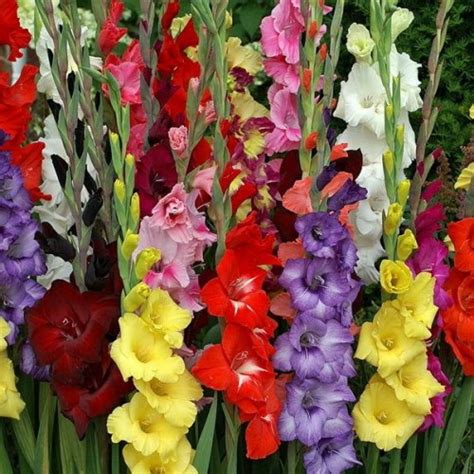 Gladiole Mixte Pachet 10 Bulbi Garden Plant