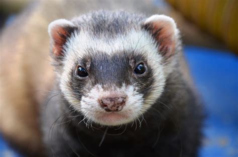 How Big Do Panda Ferrets Get: A comprehensive guide - My Happy Ferret