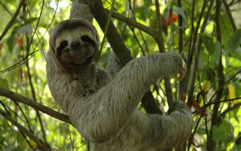 10 Best Costa Rica Wildlife Tours & Cruises by Adventure Life