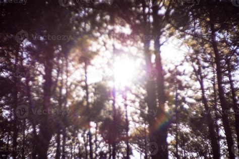 Blur nature background, Forest with sunlight at sunrise. 10721190 Stock ...