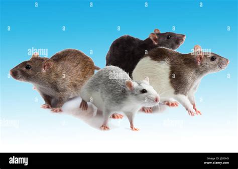 group of rats Stock Photo - Alamy