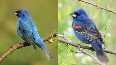 Indigo Bunting Vs Blue Grosbeak 5 Key Differences