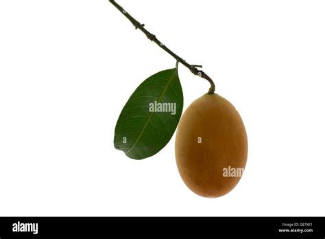 Plum mango hi-res stock photography and images - Alamy